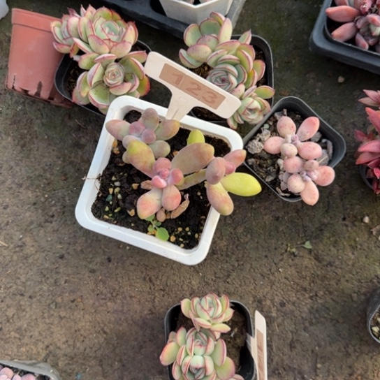 L****123芒果奶多肉植物多