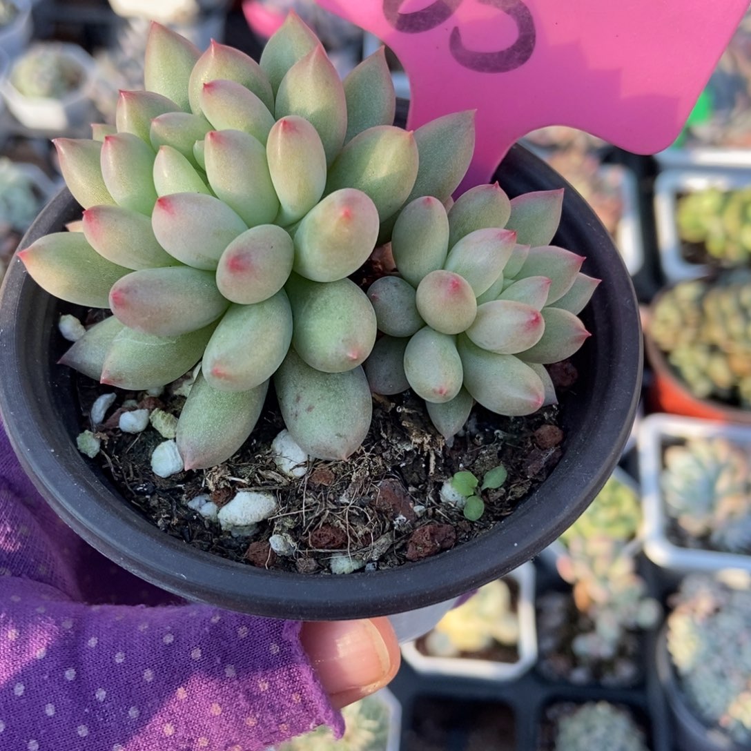 65岩字多肉植物duorou