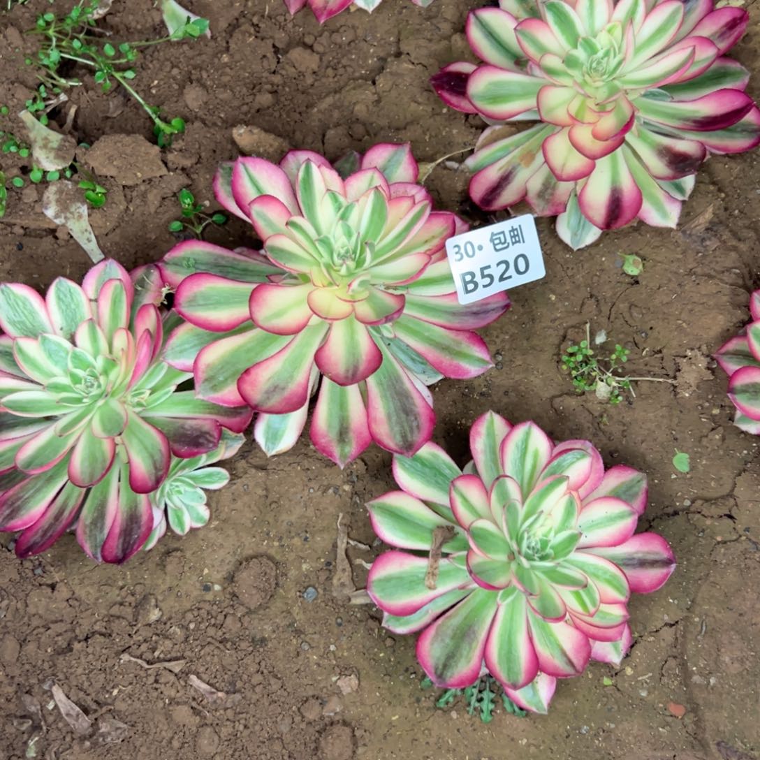 520倾城多肉法师不包断枝