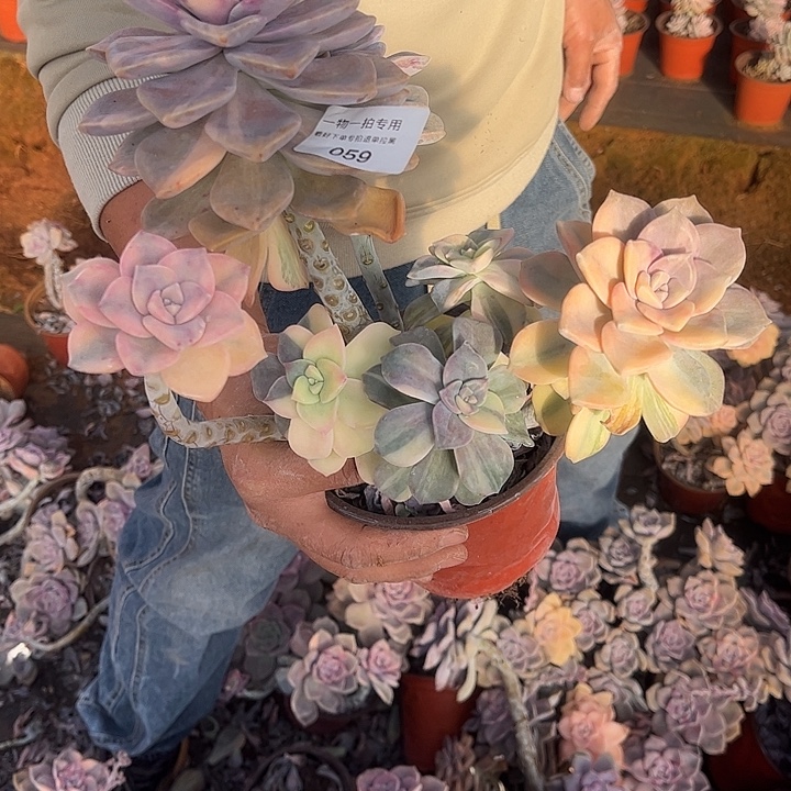 浅***紫乐锦群，一物一拍