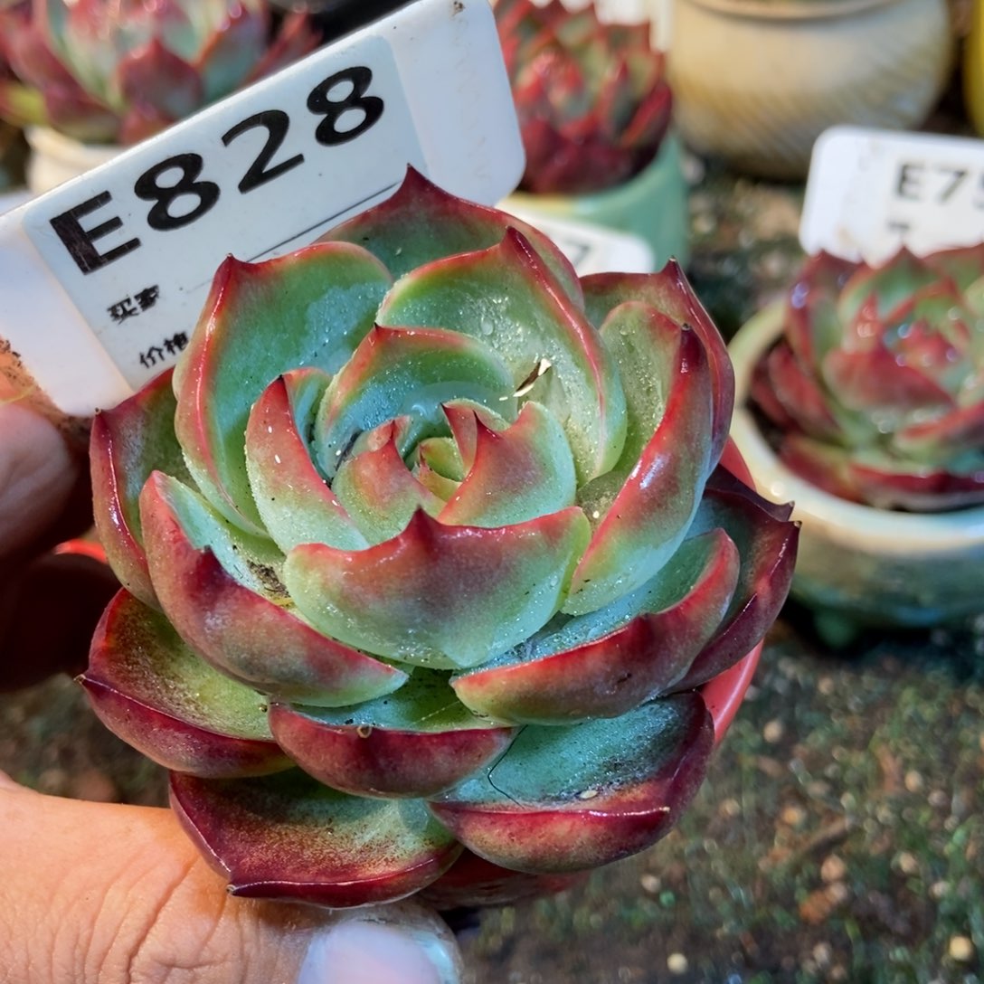 惊鸿一瞥828号楼多肉