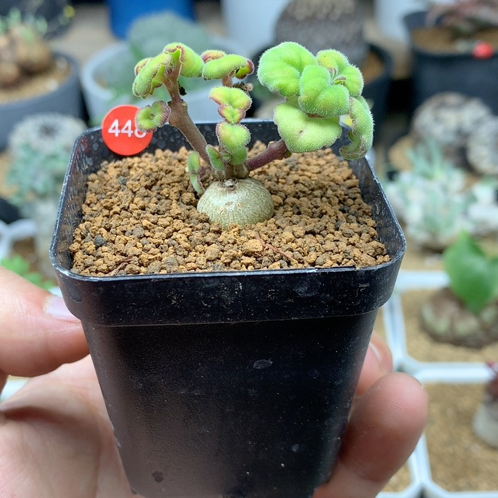 爱氏延命草带盆多肉