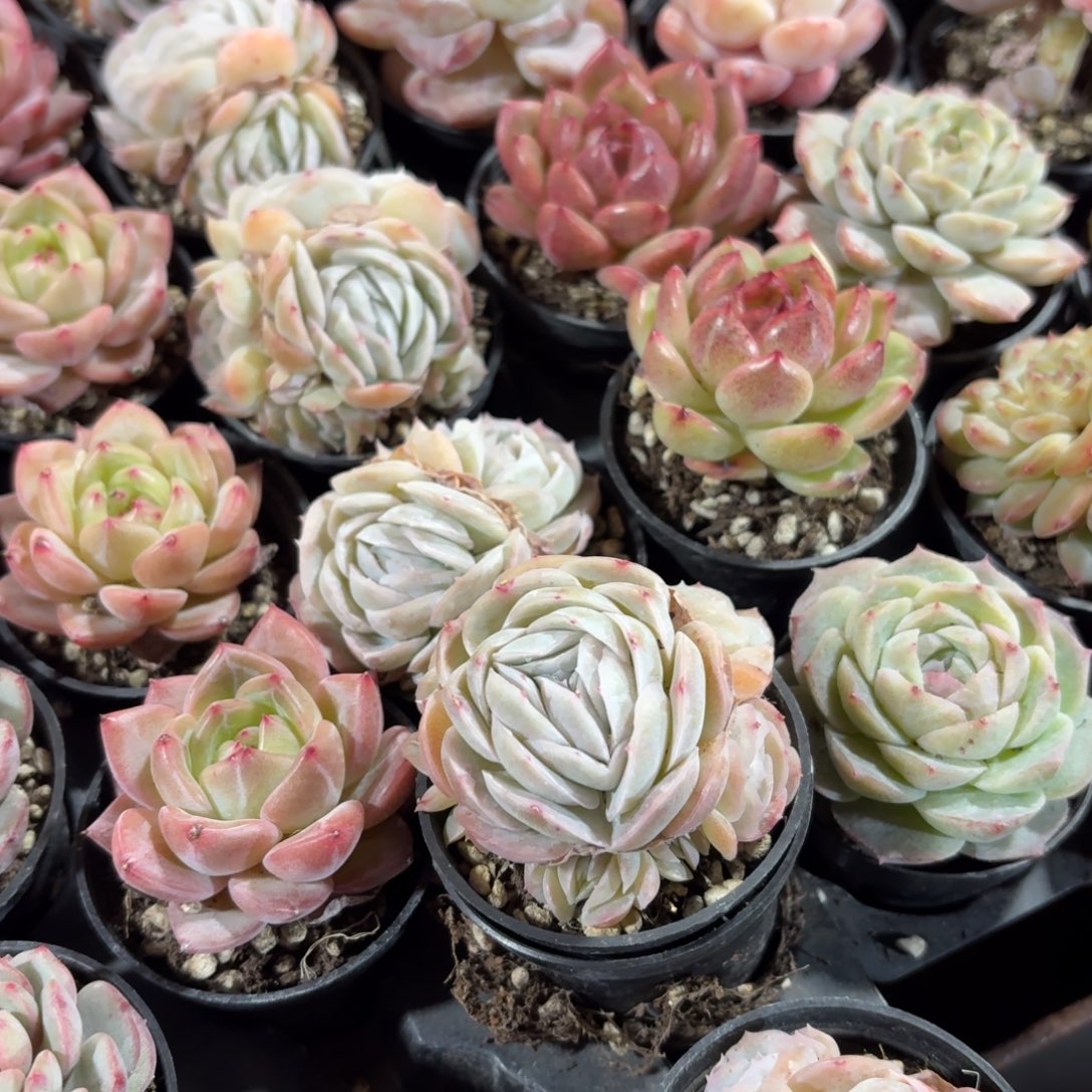 满***滚西娜多肉5㎝盆的多肉