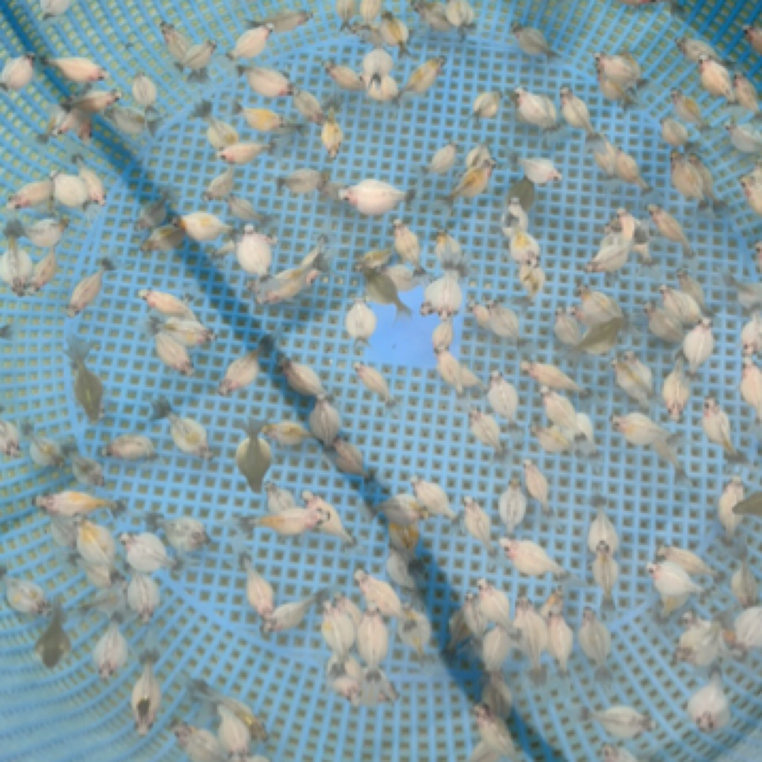 五花珍珠金鱼 坦克珍珠红白珍珠 鼠头 卧眼珍珠鳞金鱼 活体淡水鱼