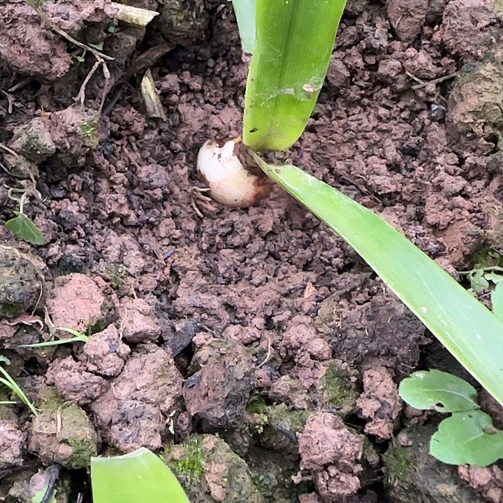 粉重楼3厘米朱顶红