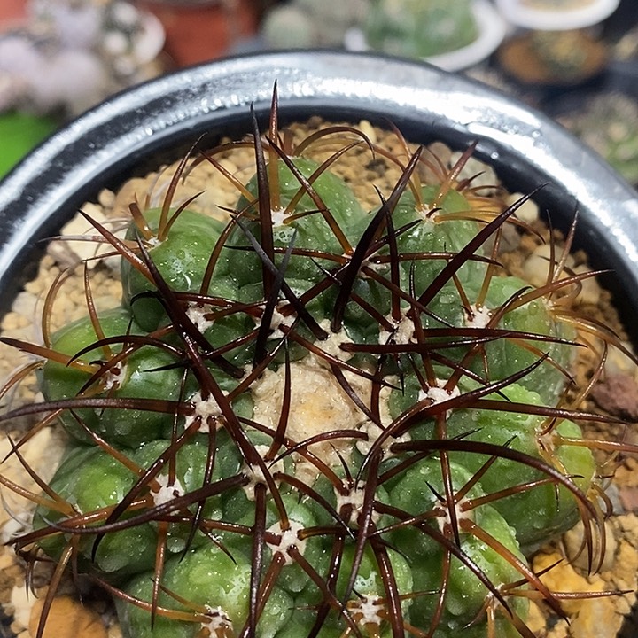 实生圆盘玉仙人球