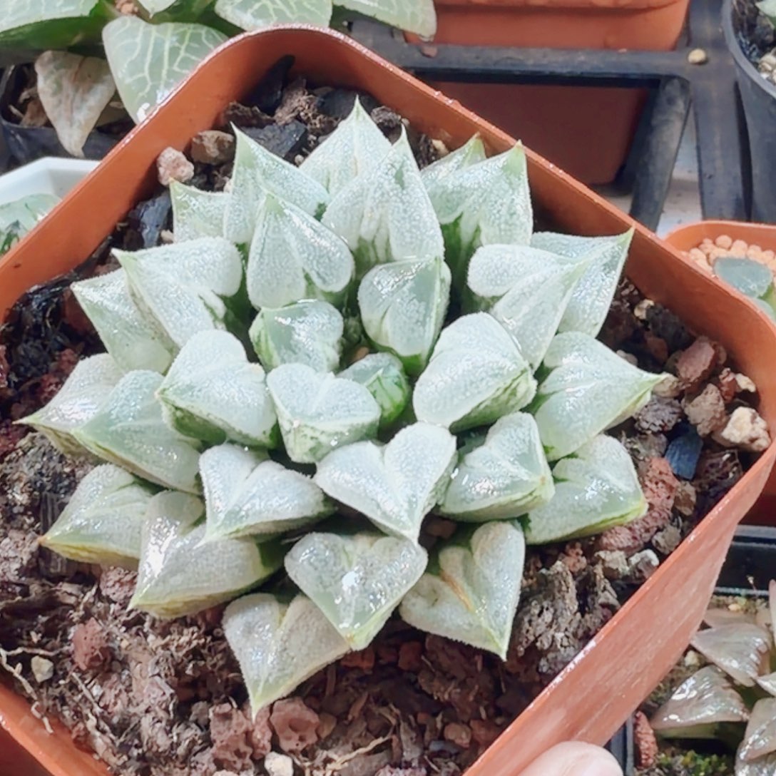 十二卷 爱心母本开播福利