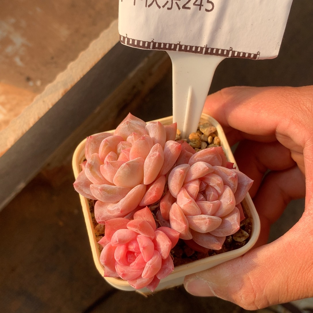 琥珀老桩自然群多肉58包邮