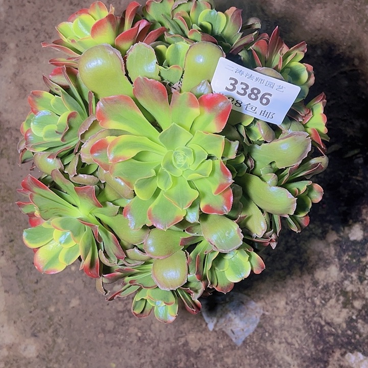 3386特斯拉多肉植物2号