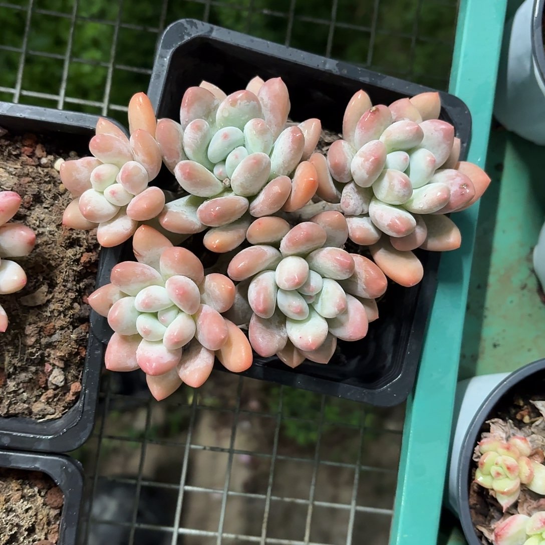 香水洛神老桩12㎝盆