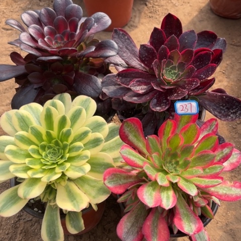 237多肉植物组合