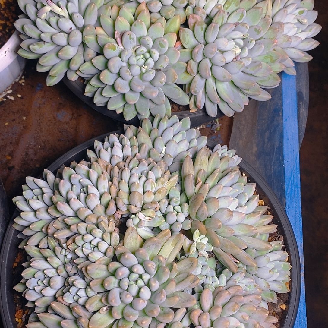 多肉植物奶糖大群