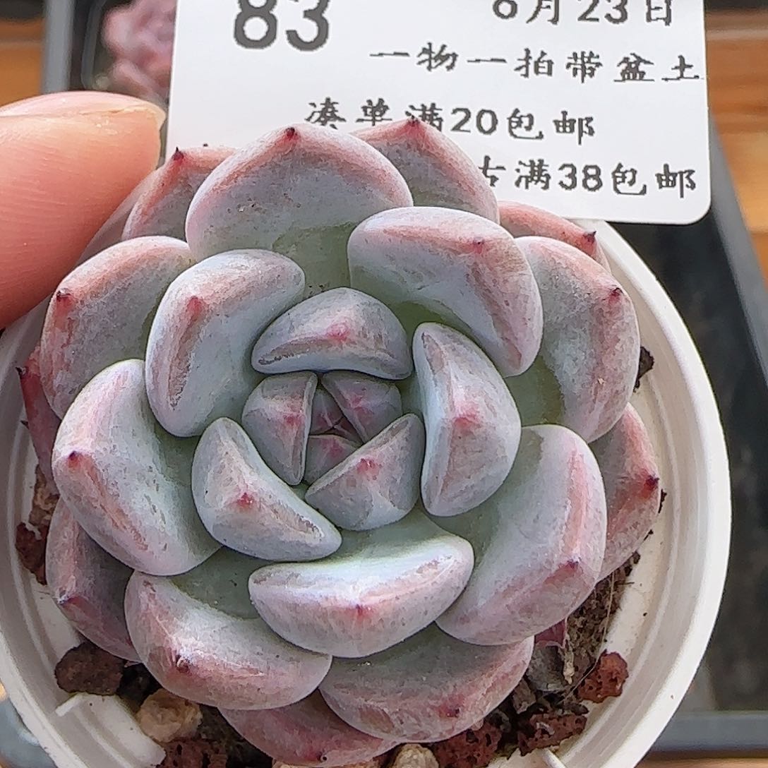 多肉0623-83福利福利