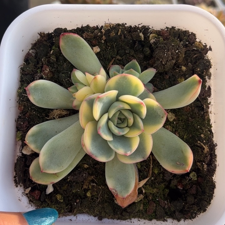 杨***✨荷花锦底座一颗价格