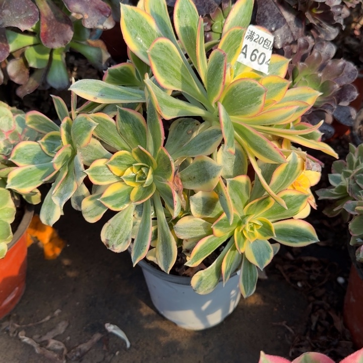 满20包邮发货，604灿烂叶子黑斑正常