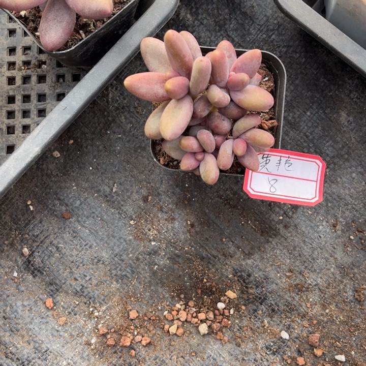 *****糖果美人多肉6厘米盆4头