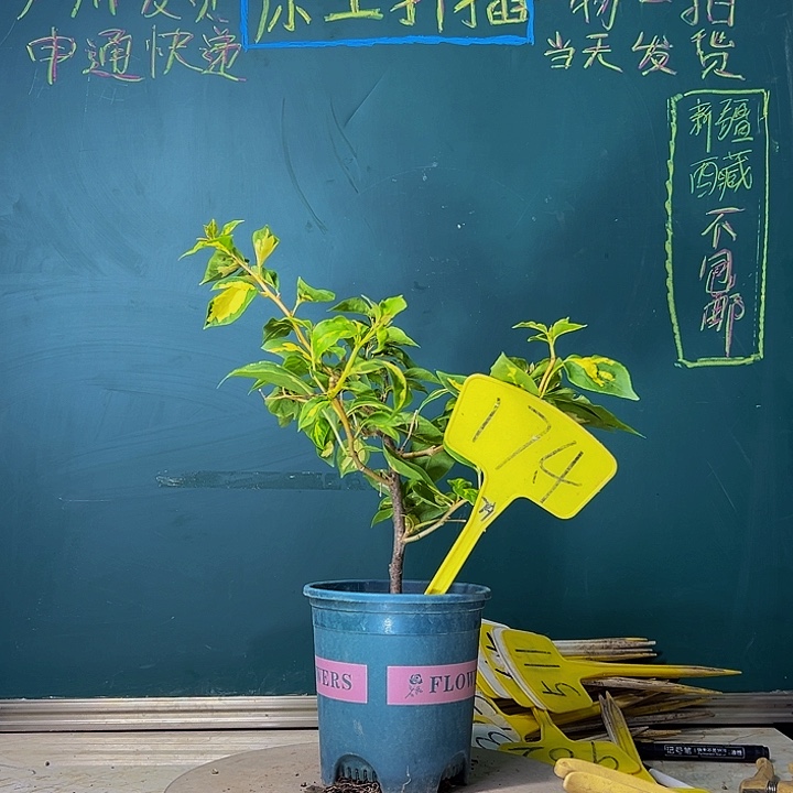 当前无花栽培后可以开花金心橙白 174