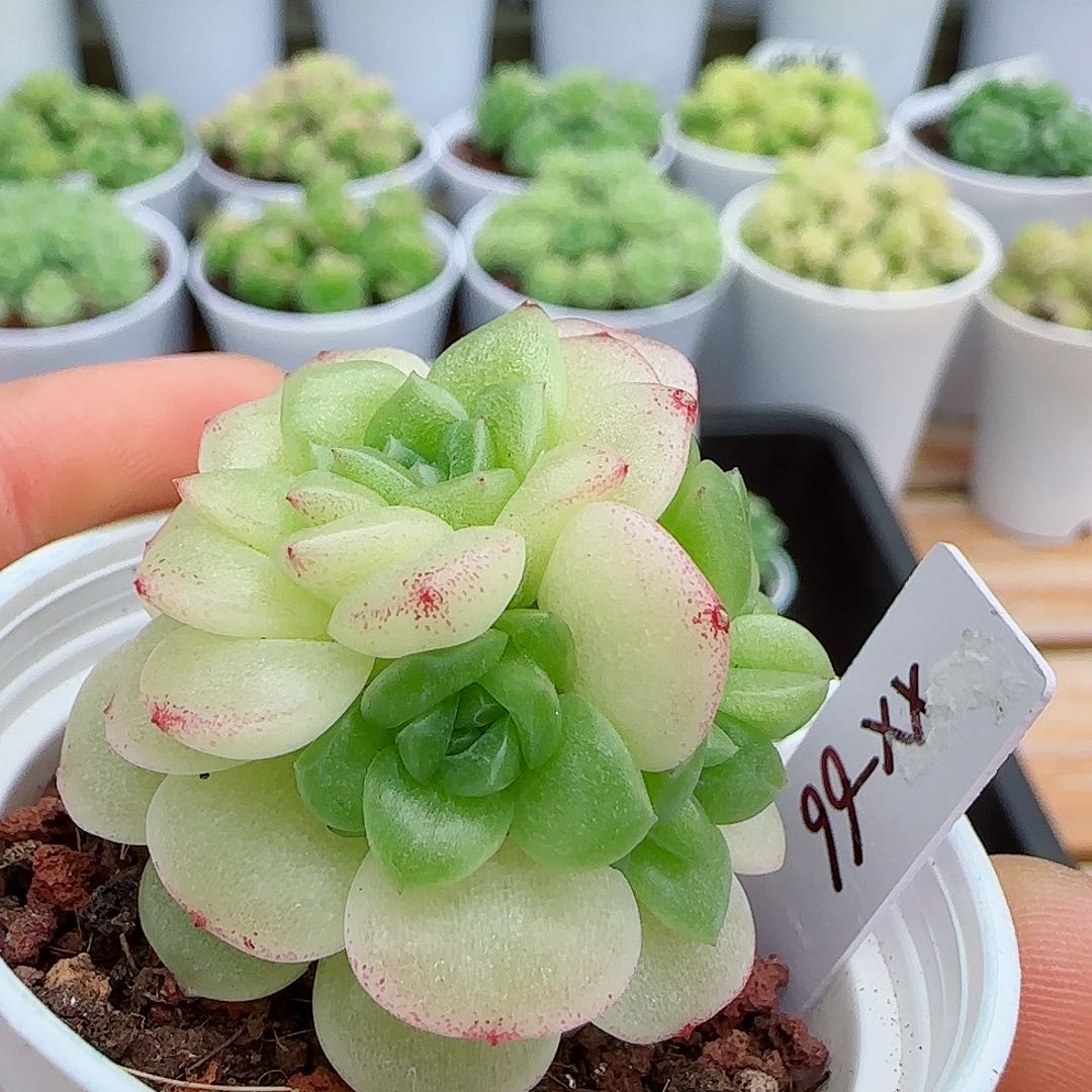 【闪购商品】0529-16（xx-66）