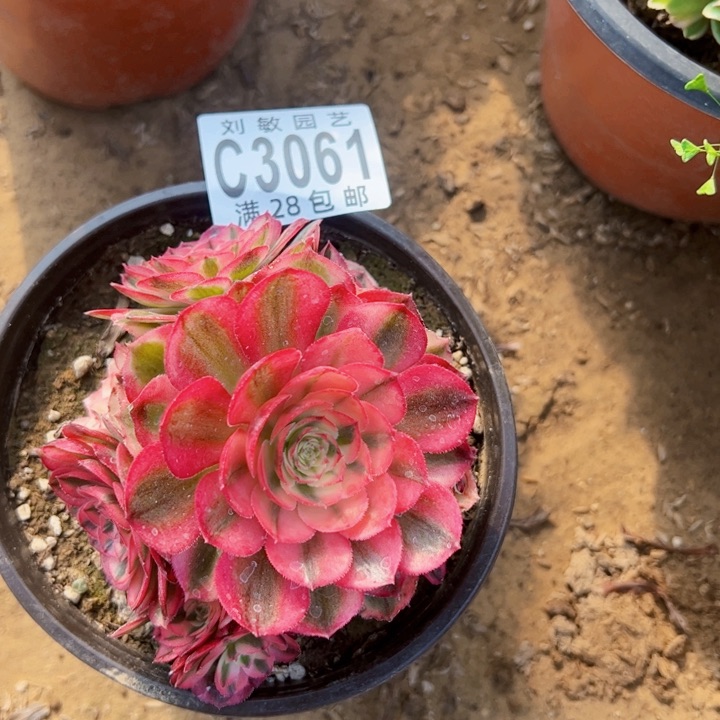 3061多肉植物法师法师