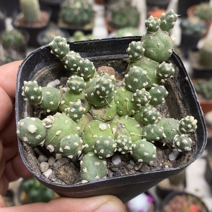 罗西安娜特价福利