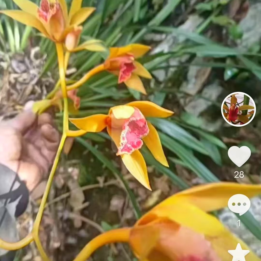 云南滇西青婵滇红素