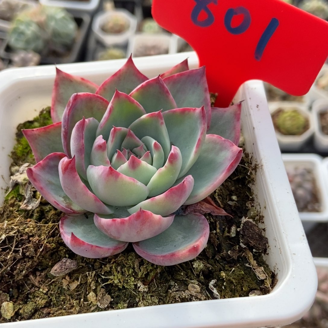 801惊鸿仙unsourced多肉