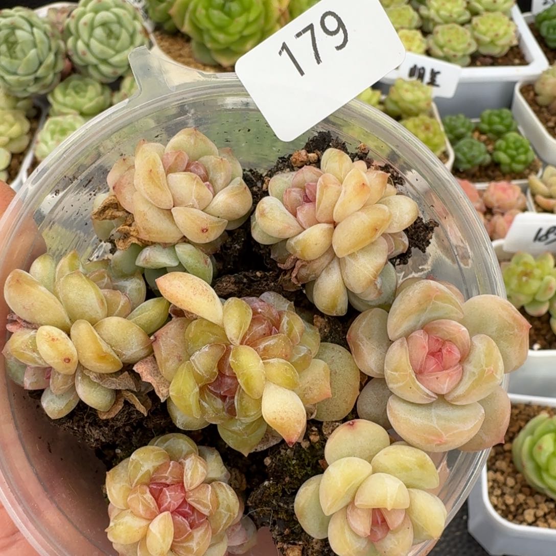 一物一拍一盒426-179