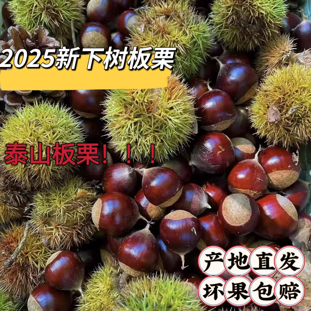 带壳泰山油栗2025新鲜采摘老树板栗甜鲜糯原产地直发