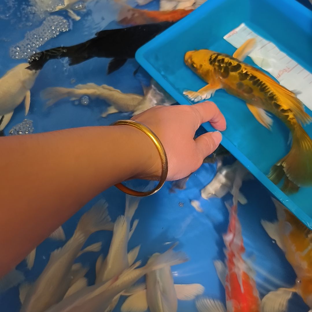 蝴蝶鲤鱼蝴蝶鲤1条