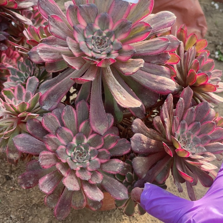 4213一号棚黑精钢A