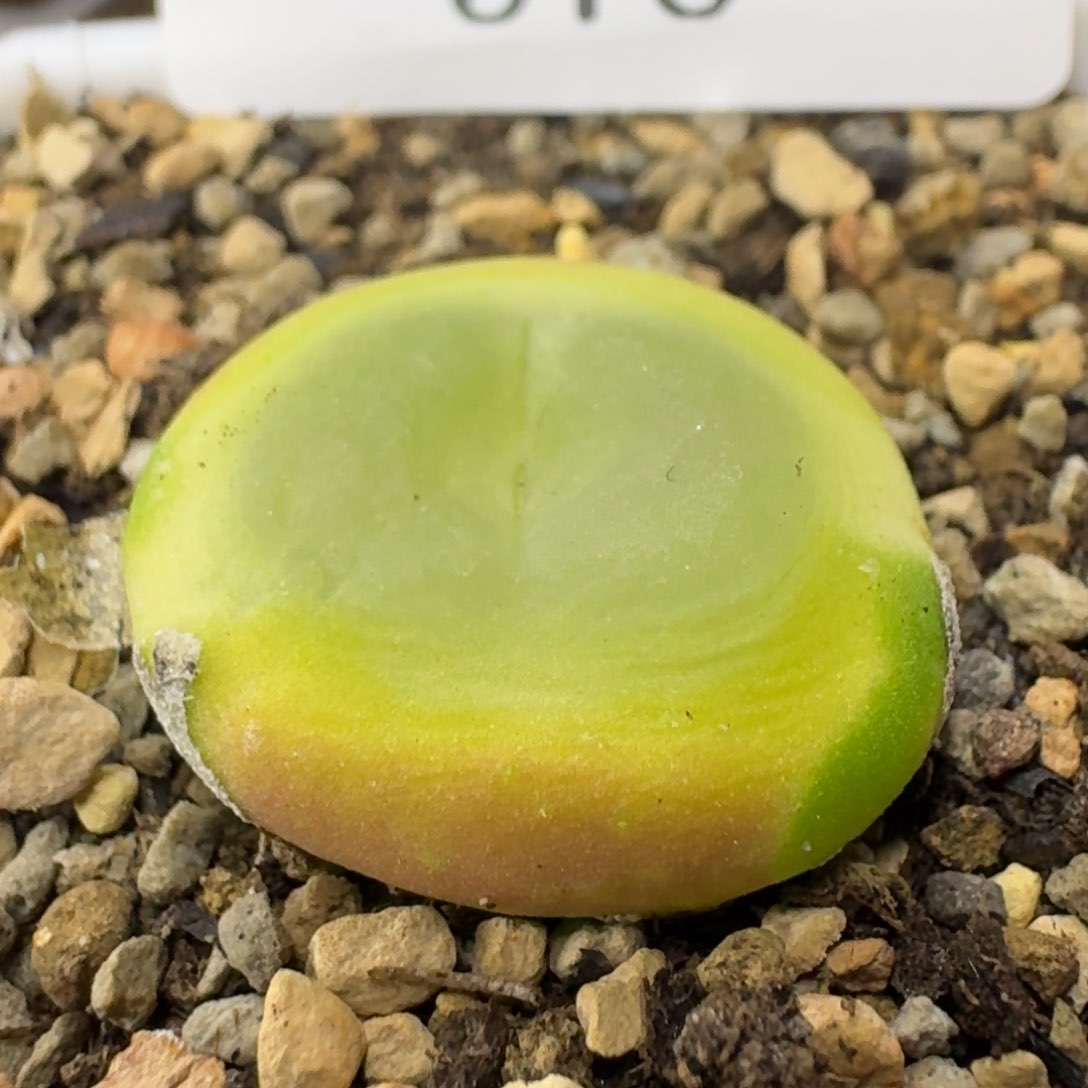 378 帖地飞紫皮拉登2.4