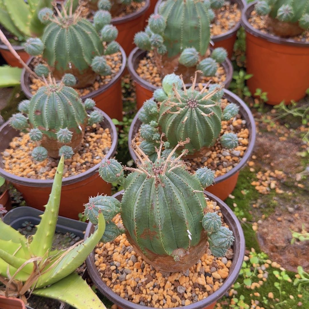 块根植物块根植物块根
