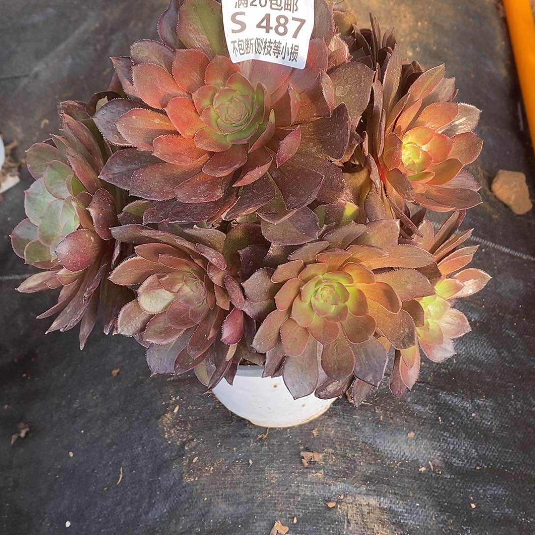 487花无缺多肉法师