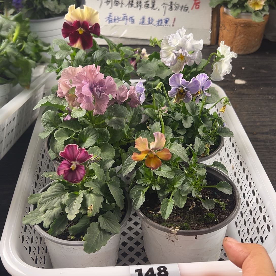 大部分花苞少量开放148号