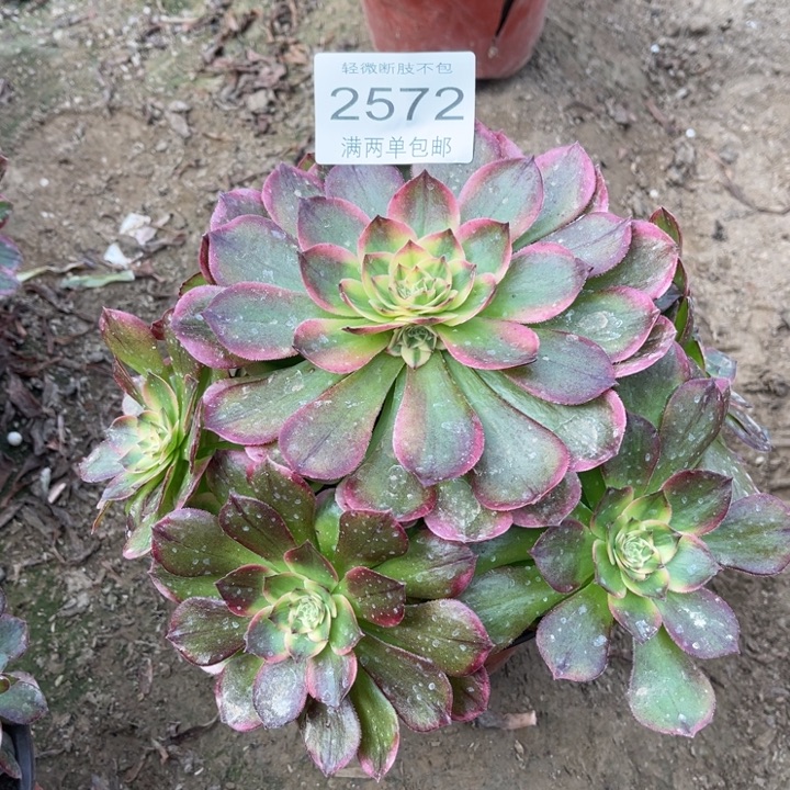 2572粉海王的人多肉的