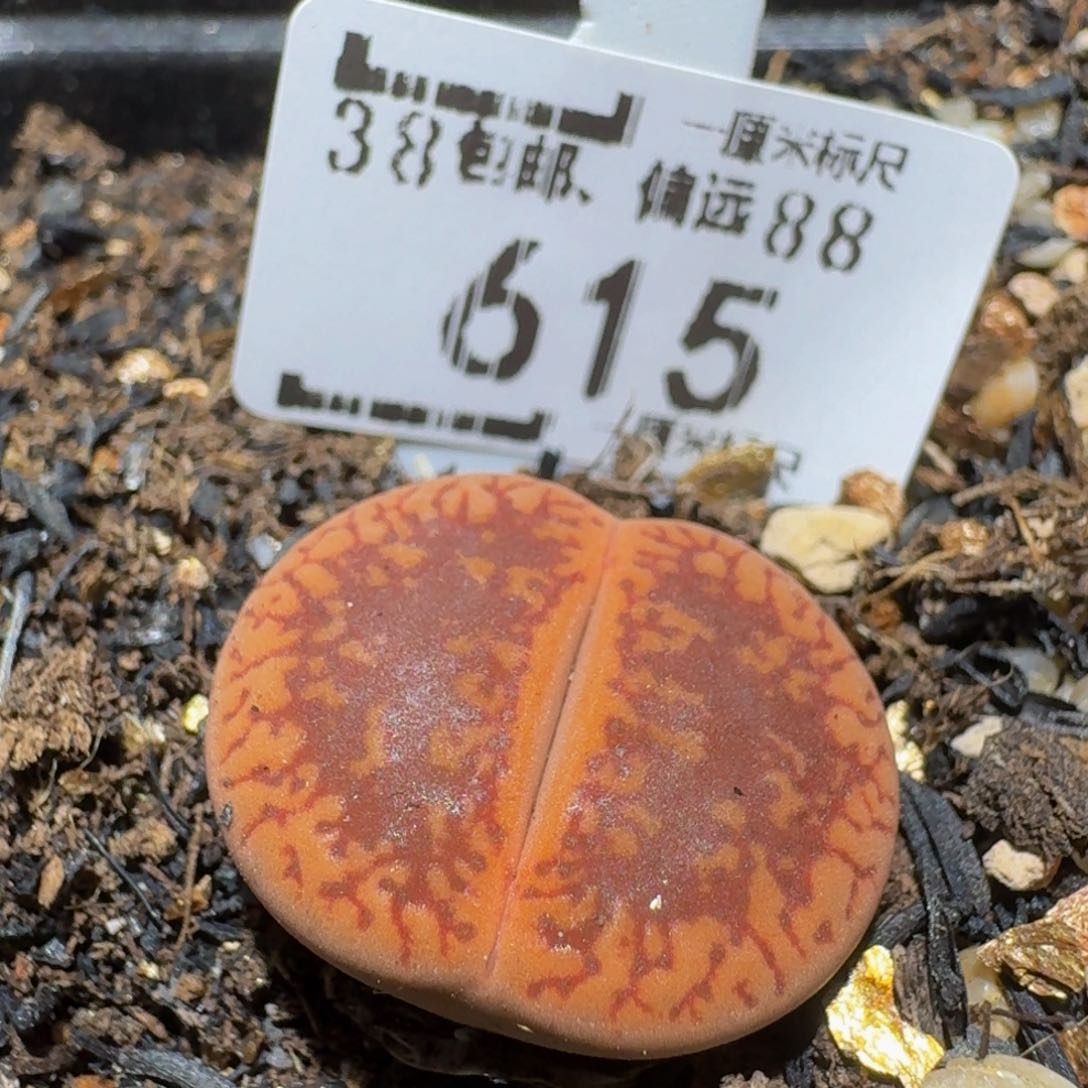 Sssss精品生石花615