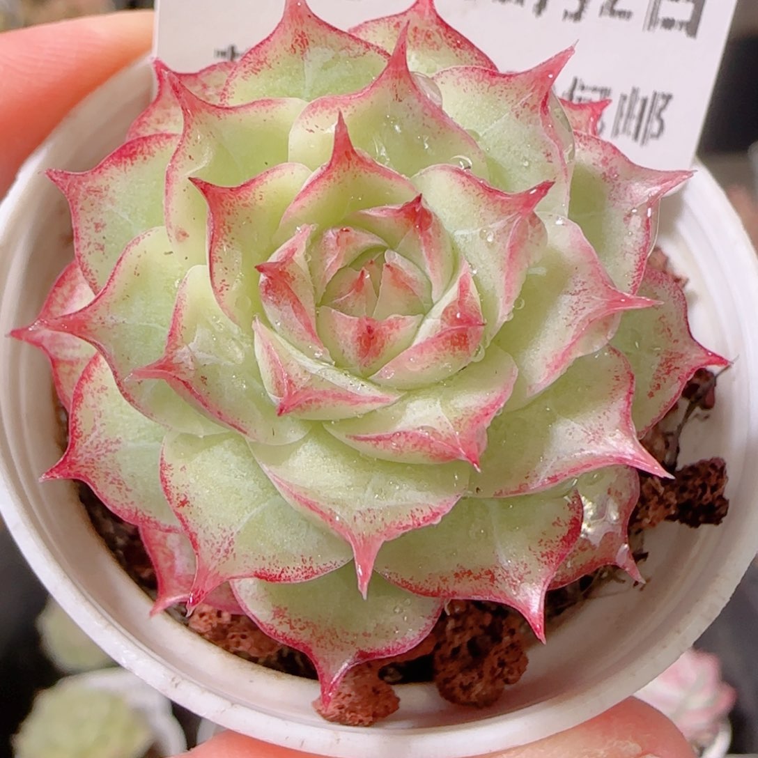 花语逸镜1202-353