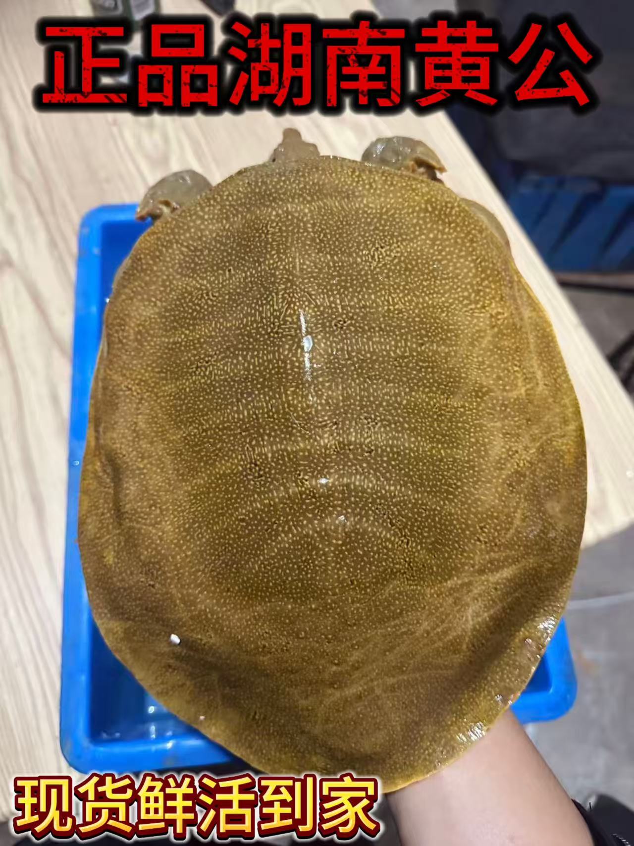 4-5斤湖南黄公甲鱼《鲜活到家》