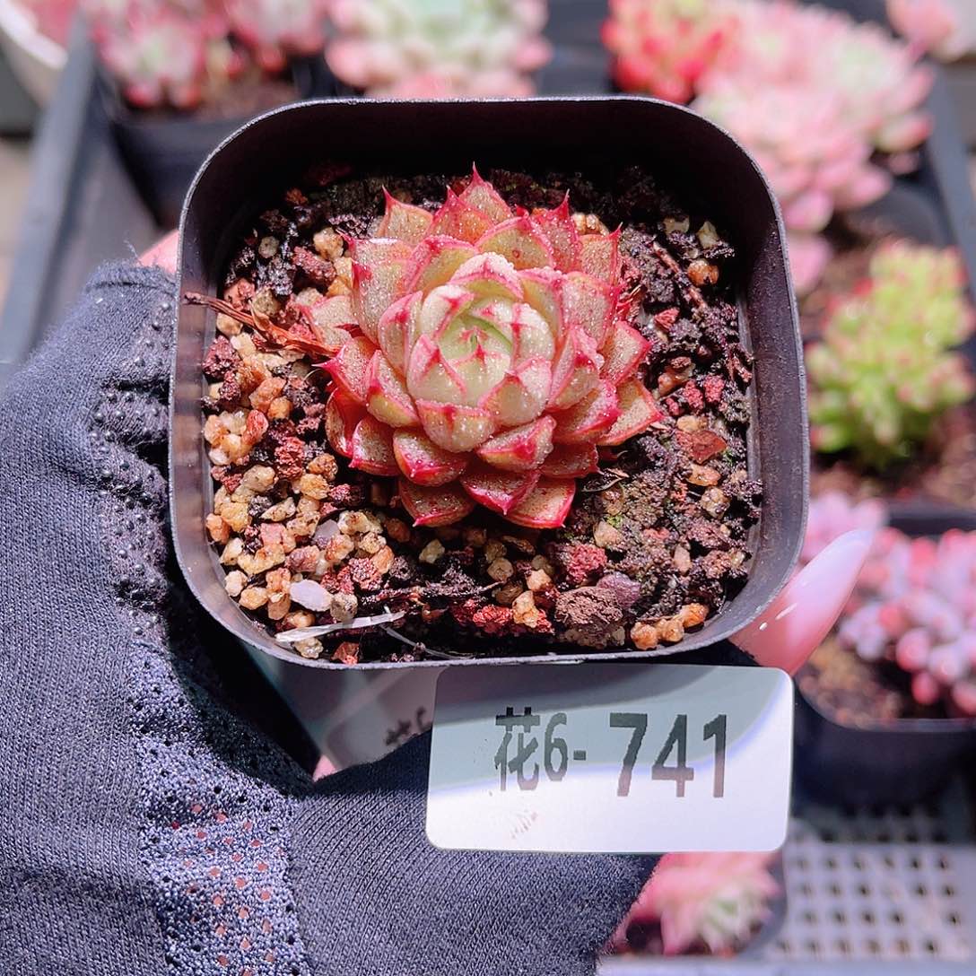 花利美6-741猫眼石
