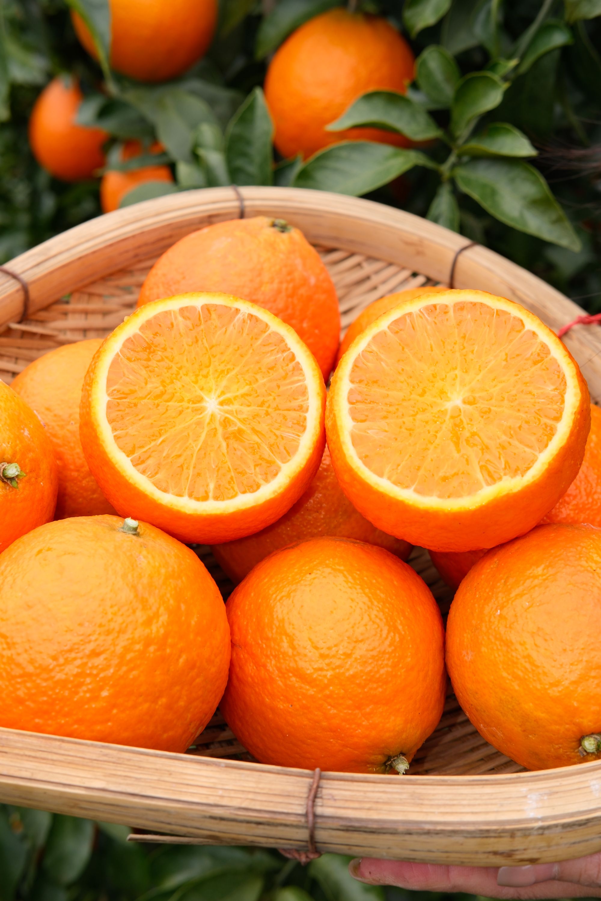 正宗爱媛果冻橙新鲜现摘香甜多汁产地直发橙子