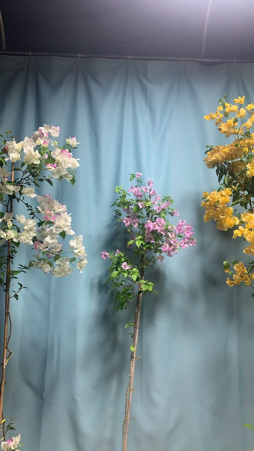 三角梅鲜花盆栽四季开花好养带花苞重瓣垂丝阳台庭院绿植室内花卉