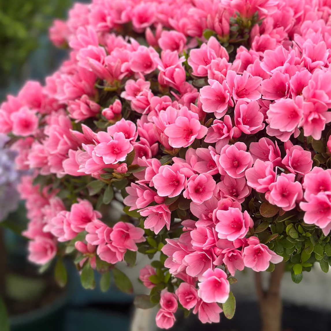 【粉妆楼】杜鹃花蜡皮杜鹃丹东杜鹃特惠