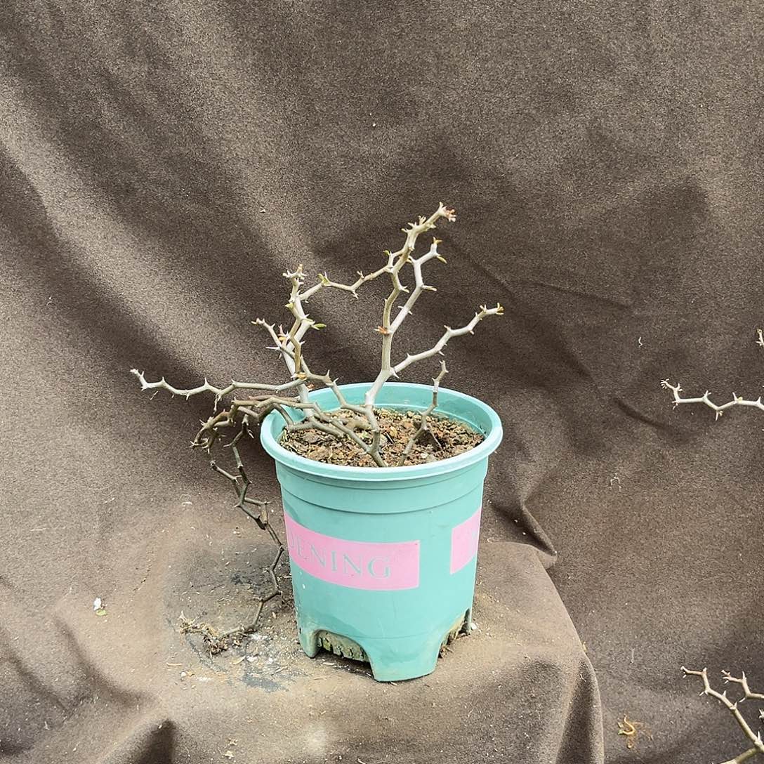 汤圆植物223弯曲龙原价68