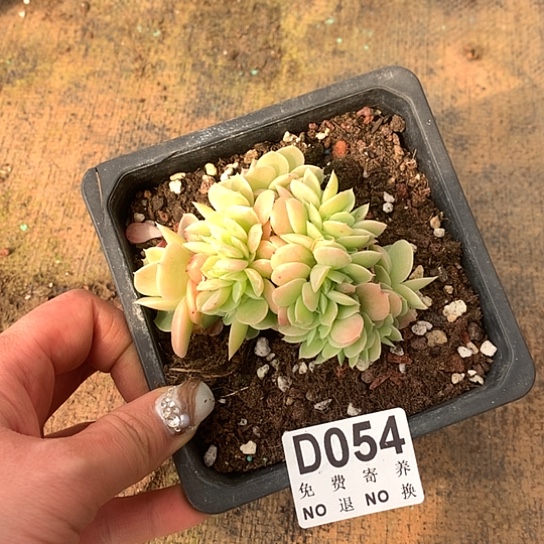 星娜塔缀化054 亏本处理退款拉黑7-8天发货