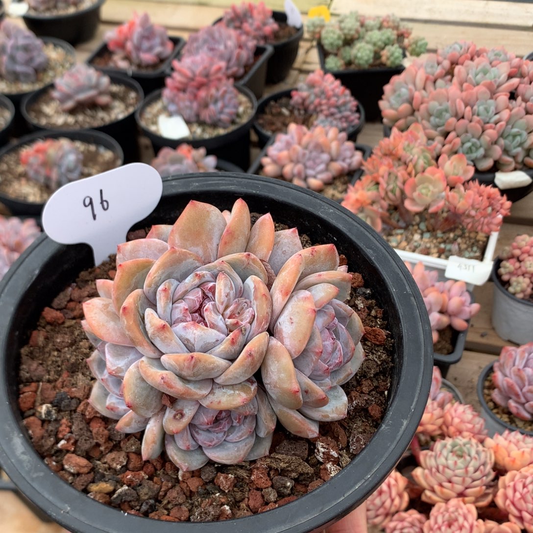 10厘米六头有砍紫皮石榴籽 捧花 96