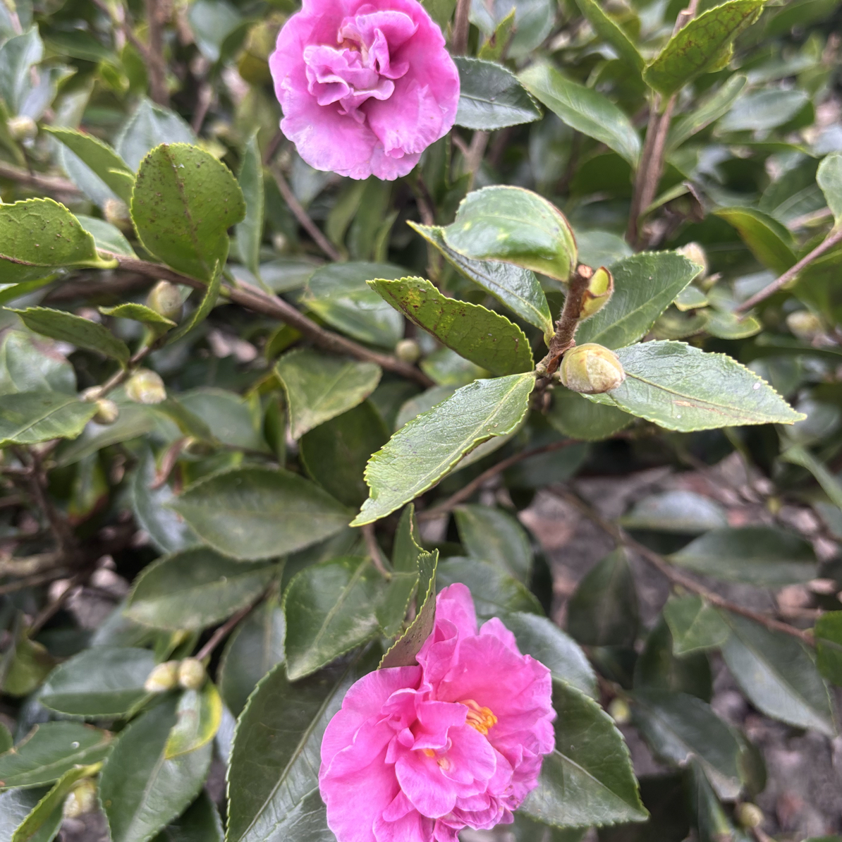 茶梅茶花好养耐寒耐热室内外好养绿植