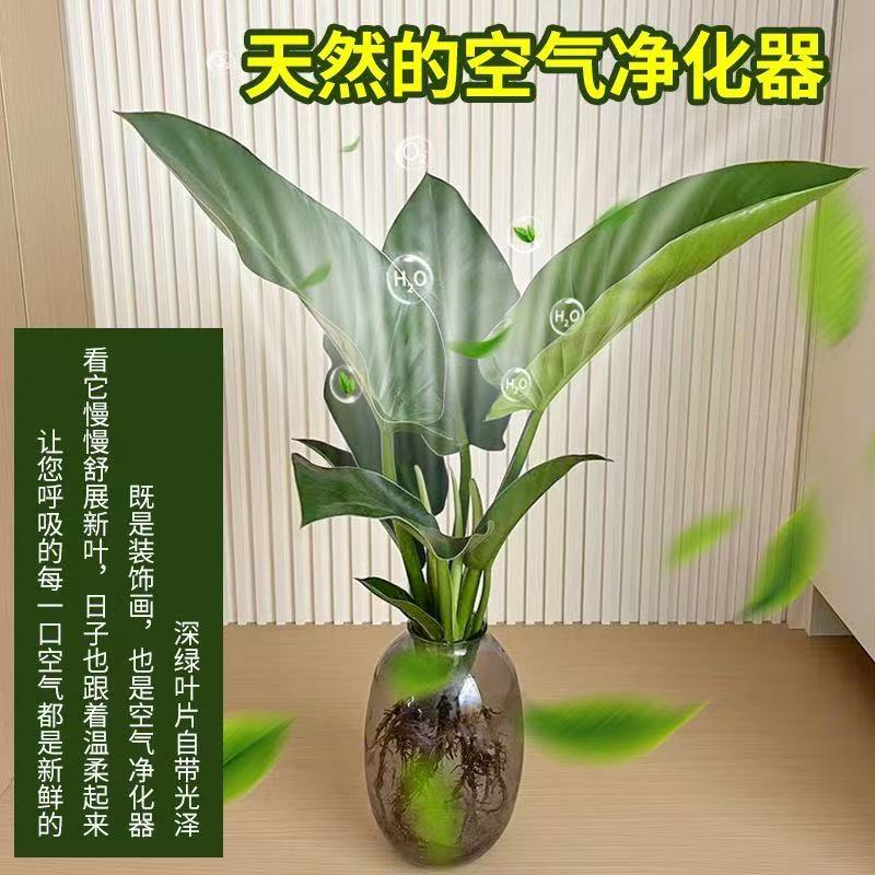 【拍一发四】大叶天堂鸟绿植高度50-60厘米