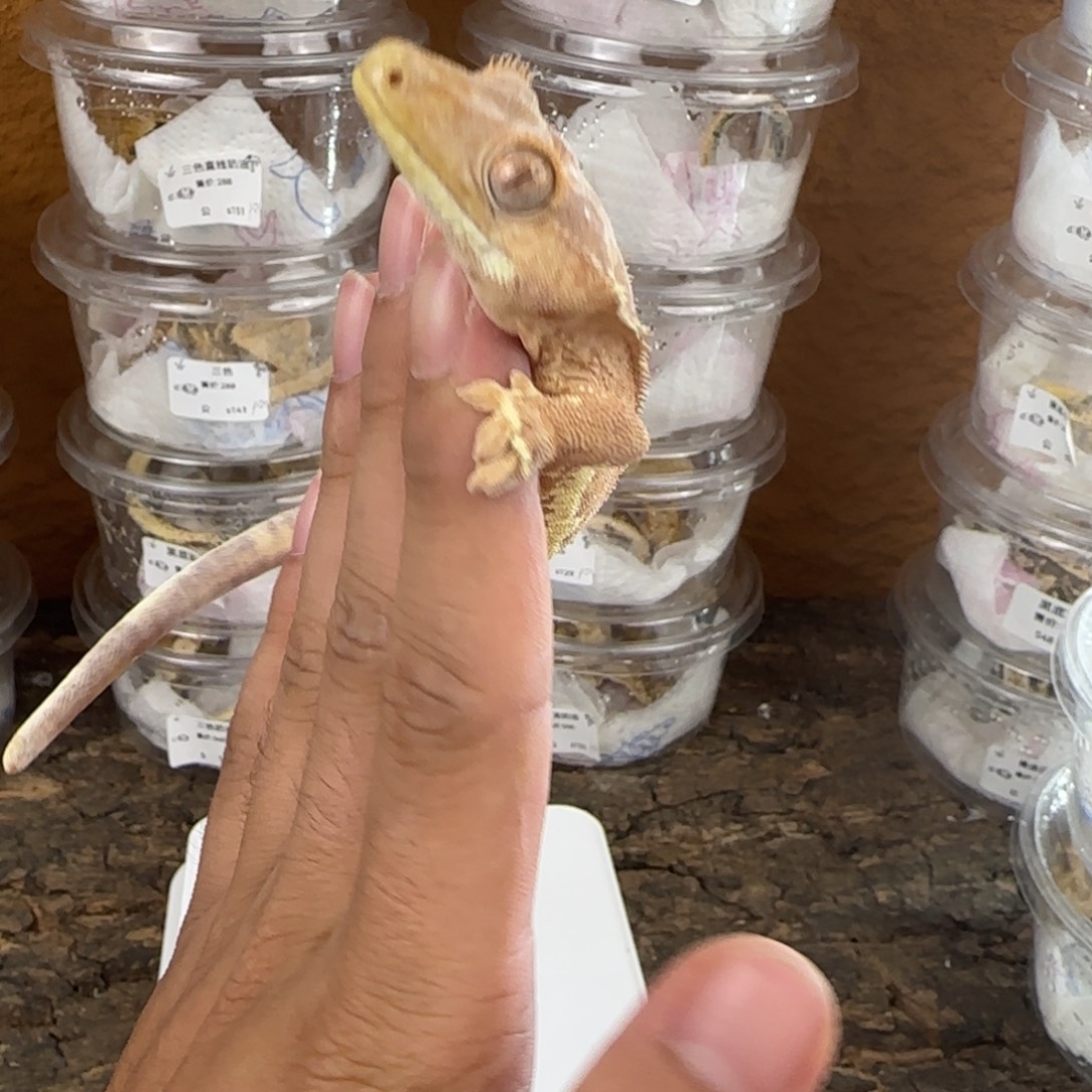 睫角守宫20一手幻影莉莉白