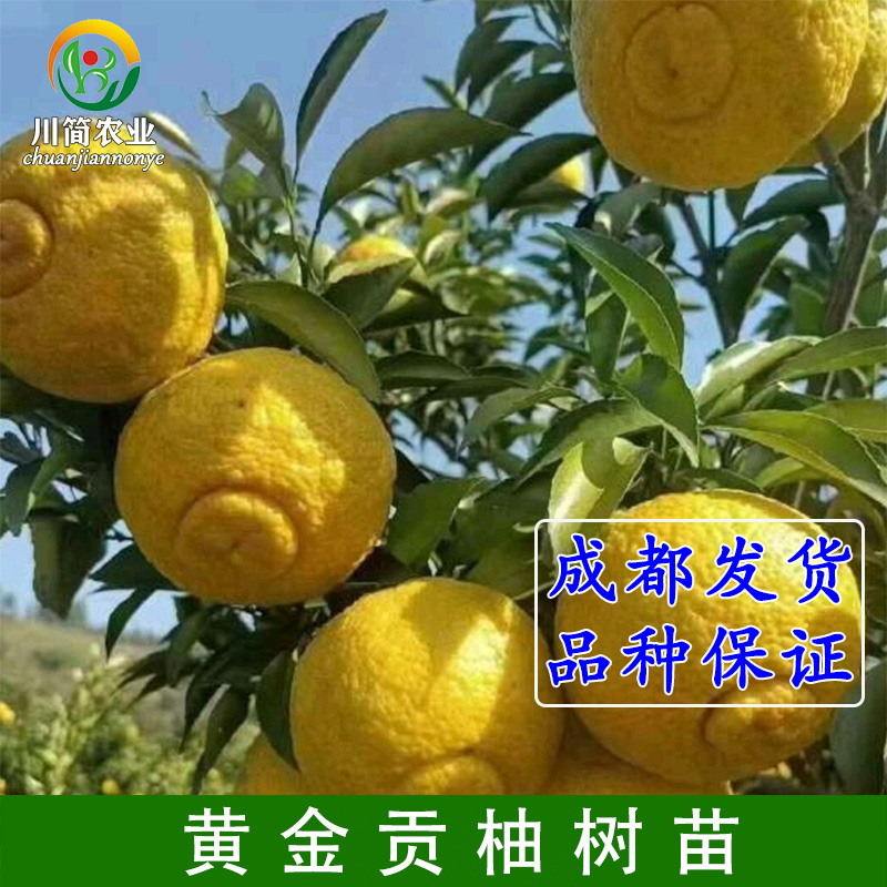 春香桔柚树苗黄金贡柚苗兼有桔和柚的香气 柑橘树苗 象山青树苗