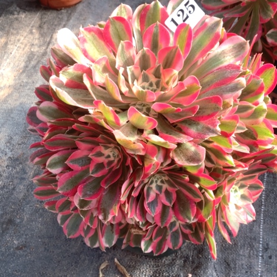 招*喵多肉植物布加迪125